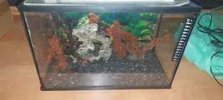 Pecera con accesorios