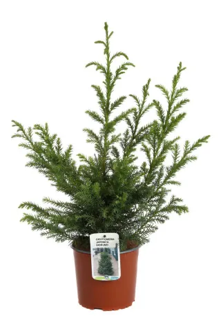 Cryptomeria Japonica Giokumo
