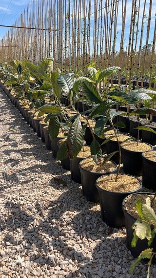 Nespolo giapponese Eriobotrya Japonica