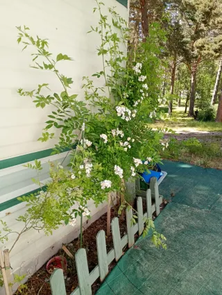 Limpiezas de terrenos