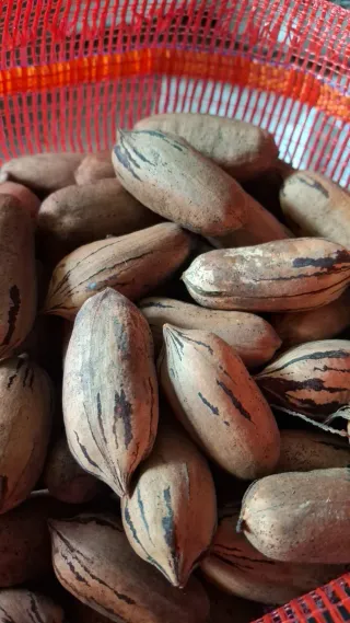 Nueces recién cosechadas