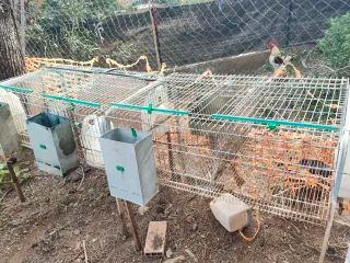 Jaulas para conejos y para gallos