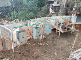 Jaulas para conejos y para gallos
