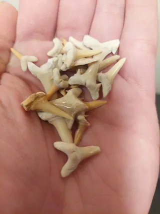 Dentes de Fósseis de Tubarão