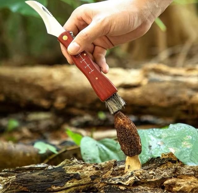 Coltello Pieghevole Micologia Bushcraft EDC NUOVO