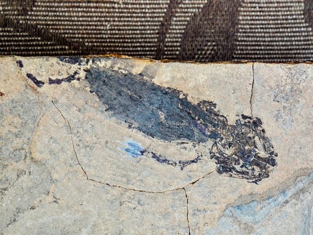 Placa Fósil Tritón y Pez Auténtica