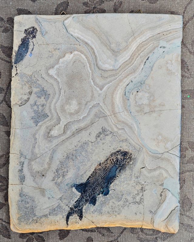 Placa Fósil Tritón y Pez Auténtica