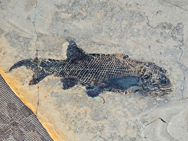 Placa Fósil Tritón y Pez Auténtica