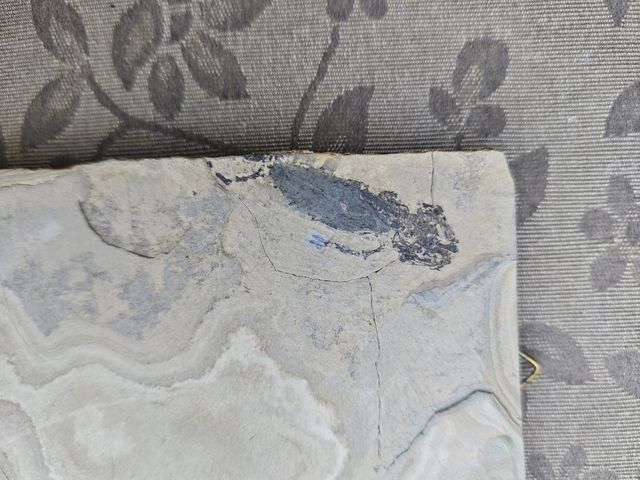 Placa Fósil Tritón y Pez Auténtica