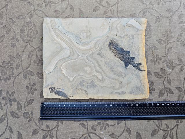 Placa Fósil Tritón y Pez Auténtica