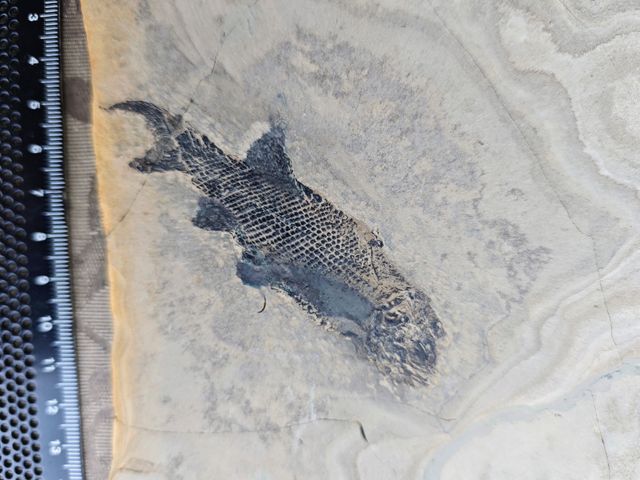 Placa Fósil Tritón y Pez Auténtica