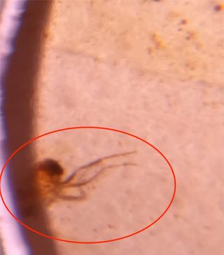 Inclusiones ámbar fósil Cretácico Birmano