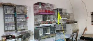 Set di 10 gabbie per uccelli