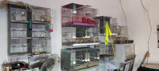 Set di 10 gabbie per uccelli