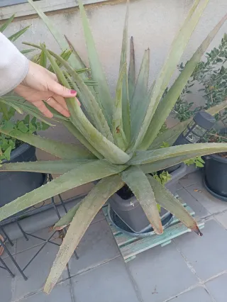 Aloe Vera Grande en Maceta