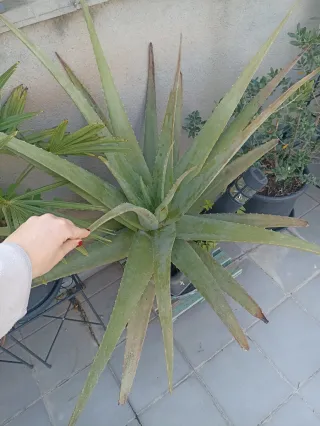 Aloe Vera Grande en Maceta
