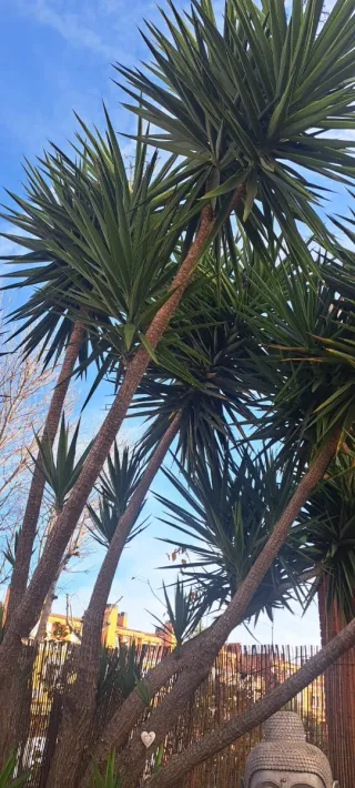 Planta Yuca decorativa