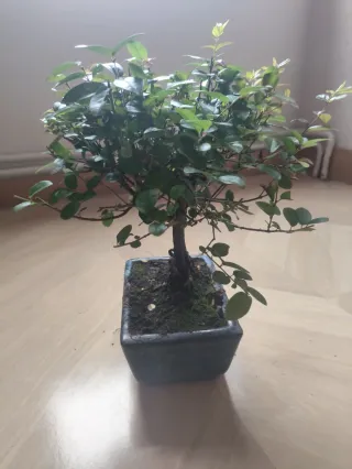 Sageretia Theezans bonsái