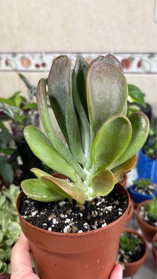 Planta Suculenta Kalanchoe Luciae Oricula