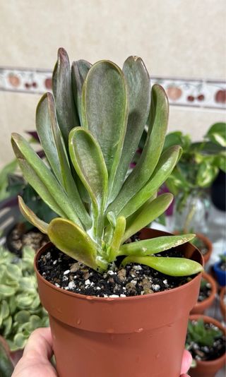 Planta Suculenta Kalanchoe Luciae Oricula
