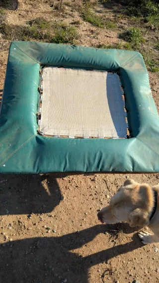 Trampolín verde para perros
