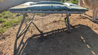 Trampolín verde para perros