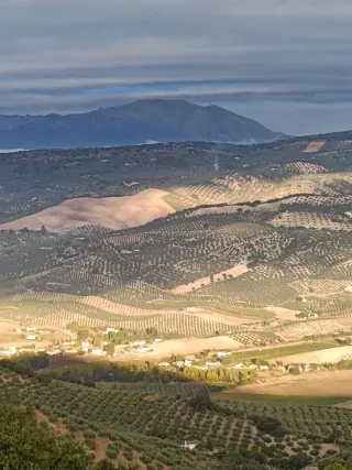 Recogida de aceitunas