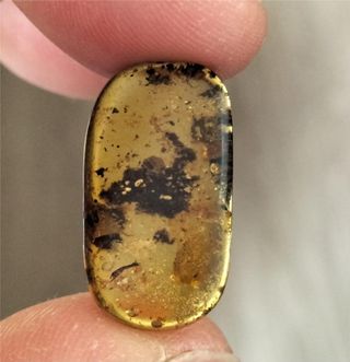 Ámbar birmano fósil Cretácico 99 Ma