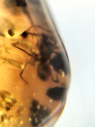 Ámbar birmano fósil Cretácico 99 Ma