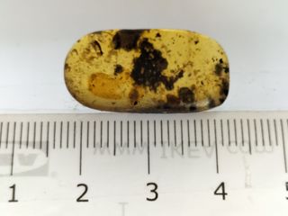 Ámbar birmano fósil Cretácico 99 Ma