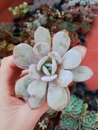 Echeveria laui pink