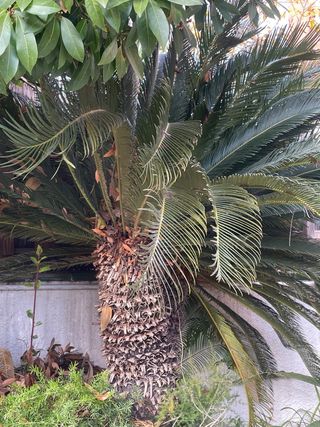 Palmera Cycas revoluta