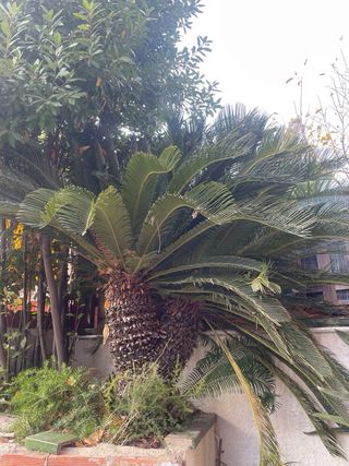 Palmera Cycas revoluta