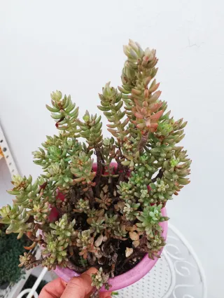 Sedum blue red