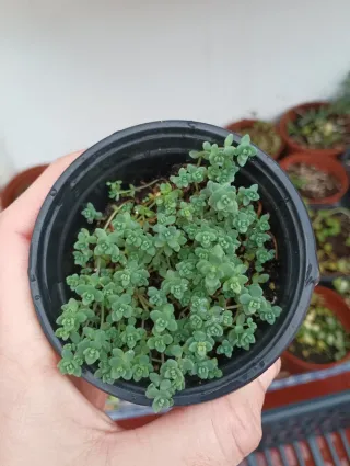 Sedum dasiphyllum minor