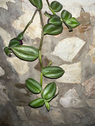 Tradescantia zebrina talea