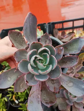 Echeveria afterglow