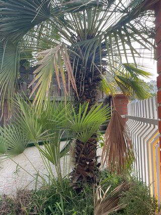 Palmera de abanico
