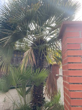 Palmera de abanico
