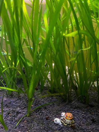 Vallisneria Spiralis Planta Acuario