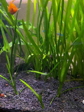 Vallisneria Spiralis Planta Acuario