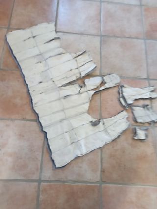 Pelliccia di scoiattolo invernale