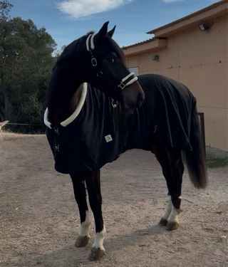 Manta de Cuadra Acolchada 200 gr