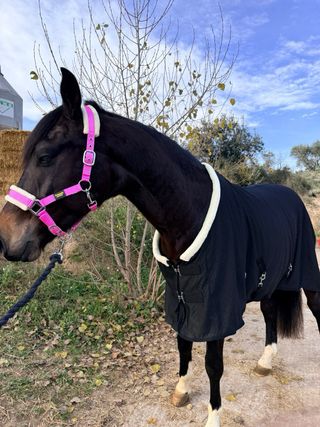 Manta de Cuadra Acolchada 200 gr