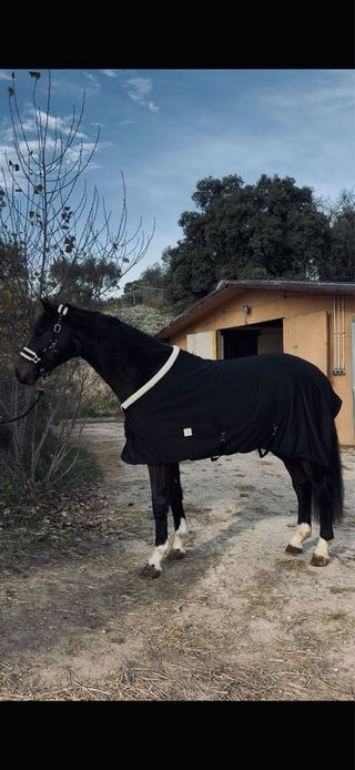 Manta de Cuadra Acolchada 200 gr