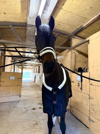 Manta de Cuadra Acolchada 200 gr