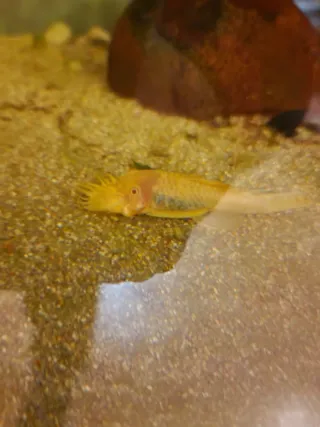 Acuario 400l con mueble y filtro