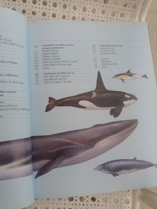 Guía para observar ballenas, delfines y marsopas
