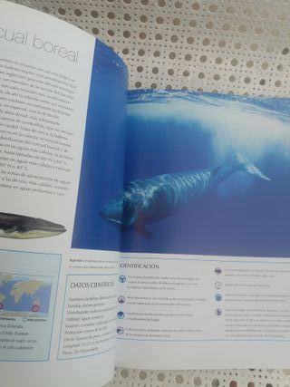 Guía para observar ballenas, delfines y marsopas