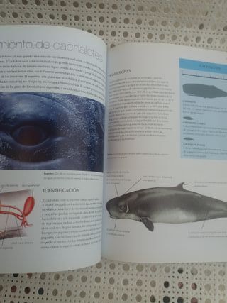 Guía para observar ballenas, delfines y marsopas